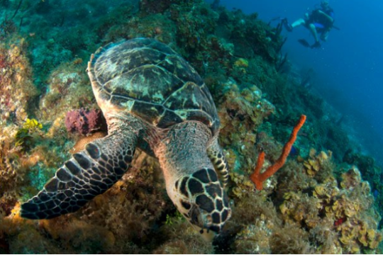 a turtle swimming under water