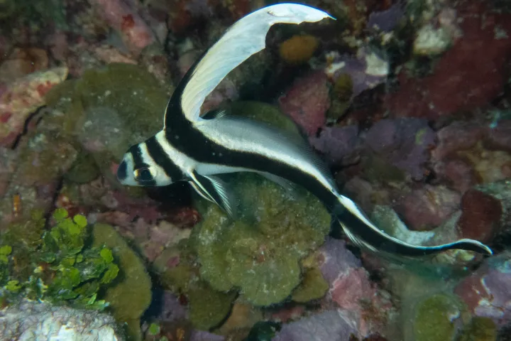 a close up of a fish