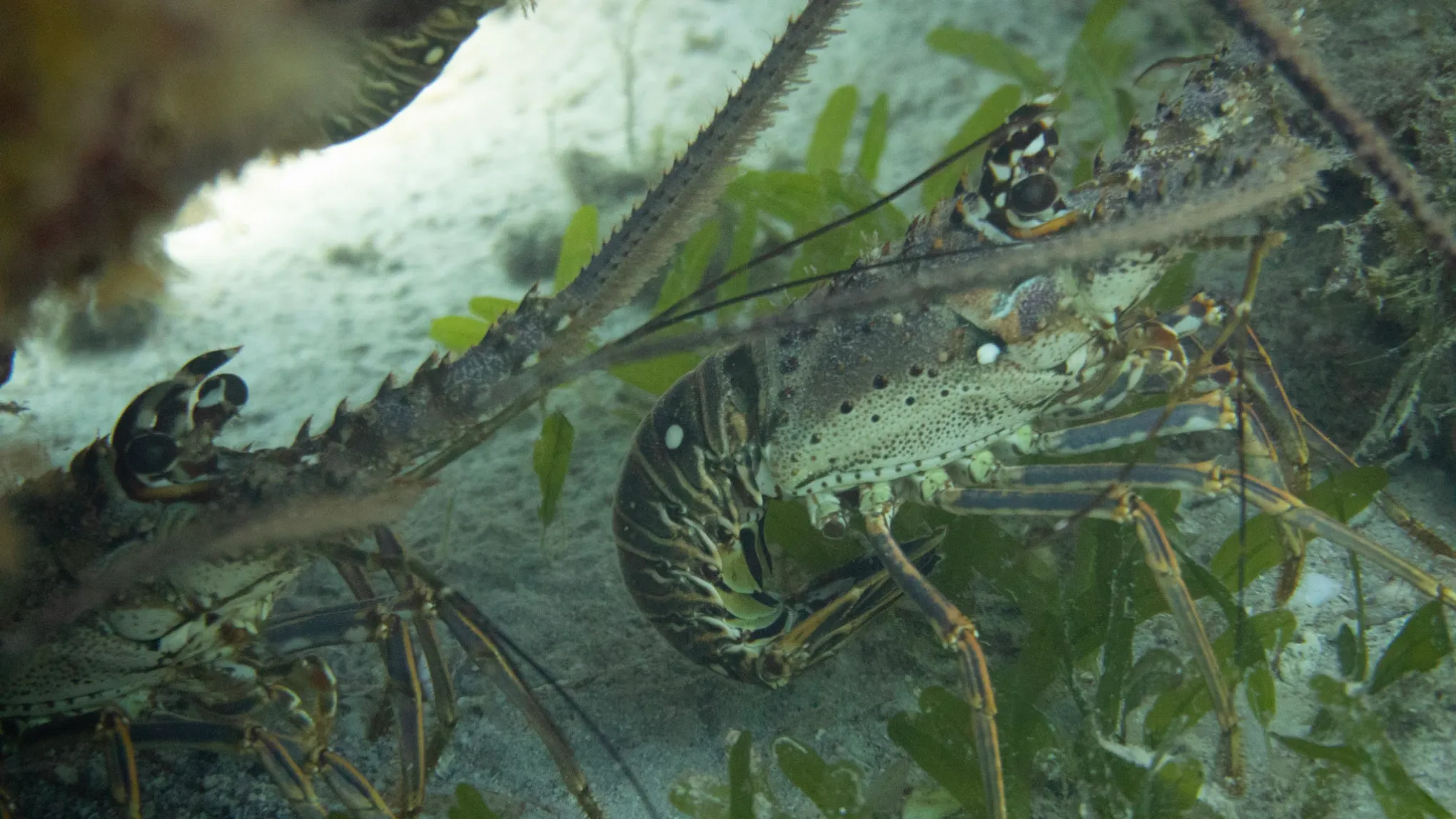 a close up of an animal