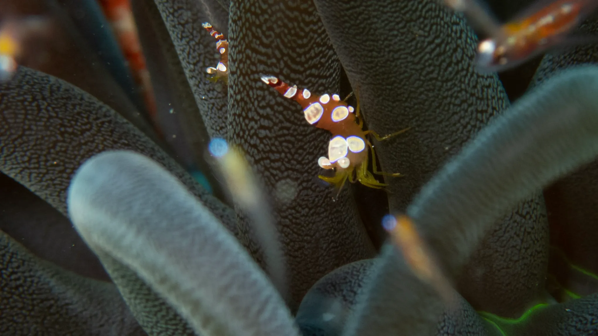 a close up of a person wearing a costume