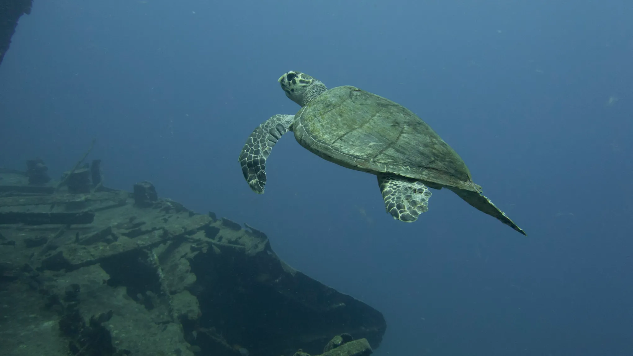 a turtle swimming under water